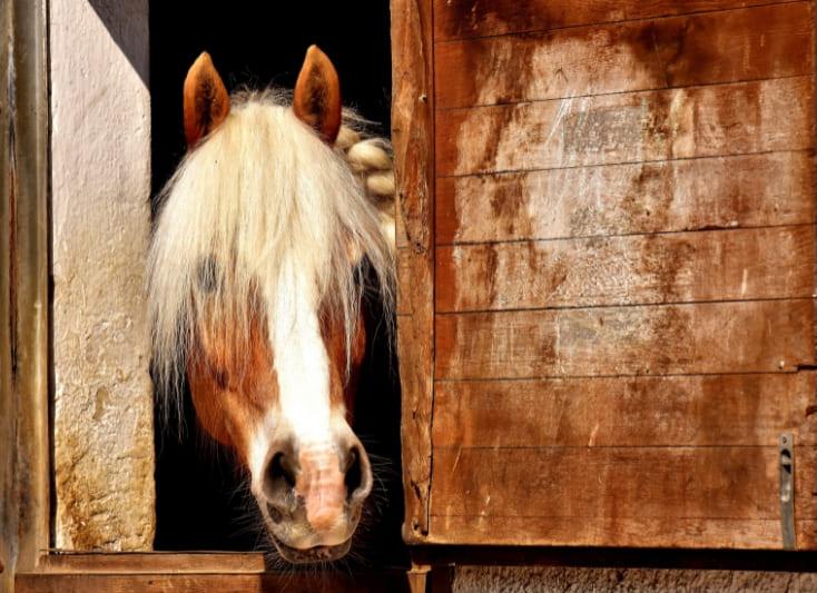 Pension chevaux et poneys